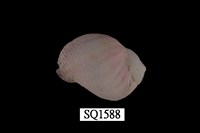 藏品(紫口珊瑚螺)的圖片